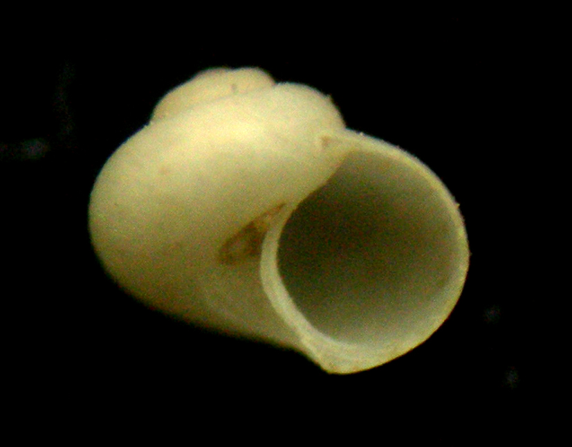 cirsonella romettensis